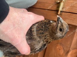 Solo male coturnix