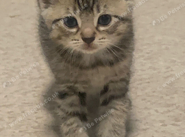 Beautiful mixed Savannah kittens