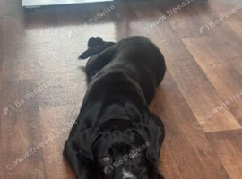 Female cane corso 9 months old