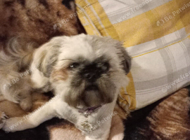 Stud boy for my shih Tzu