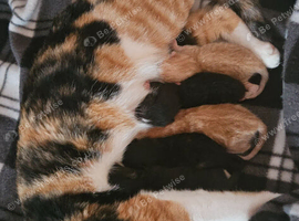 5 gorgeous kittens for sale