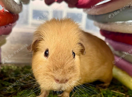 1 year old boar looking for his forever home!