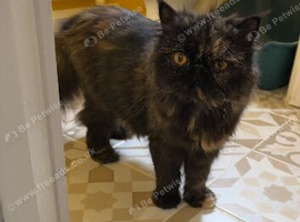Female Pedigree Persian