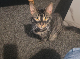 Male Bengal X