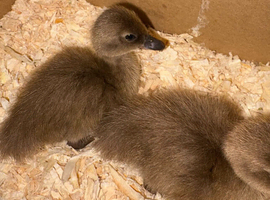 Khaki Campbell Ducks For Sale &pound;8 Each