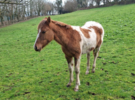 Stunning Quarter Horse