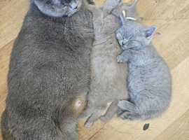 Lilac british-shorthair girls