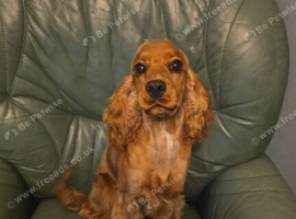 10 month old cocker spaniel for sale