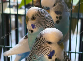 Budgies for sale