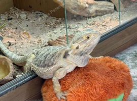 Female Bearded Dragon