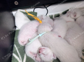 BENAMESE KITTENS ️