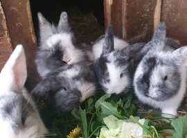 Lionhead x Lops