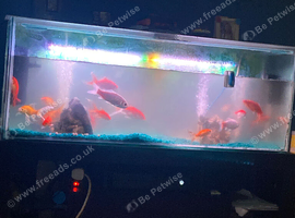 Goldfish and tank