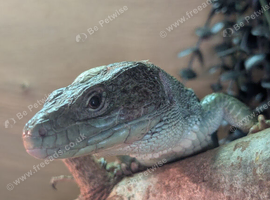 Breeding pair European eyed lizards