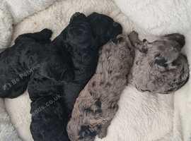 Miniature poodle pups