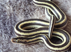 2025 male Mexican rosy boa