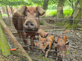 Berkshire Tamworth X weavers ready to go