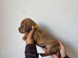 ONLY 2 LEFT cocker spaniel cross