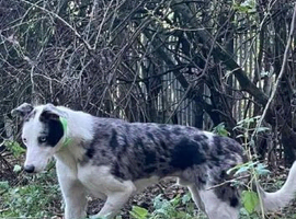 Collie x greyhound stud