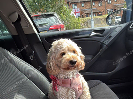 Young cockapoo girl for rehoming