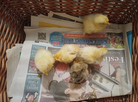 4 pekin and 2 lemon sablepoot chicks