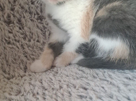 3 kittens for homes