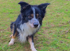 5 Year Old Border Collie Toby