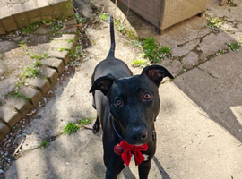 Lurcher Cross - Female