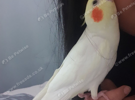 Two tamed male cockatiels for sale!!!