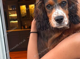 Cocker spaniel boy
