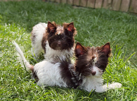 Tiny & Micro Pure Yorkie Puppies