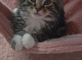 Adorable Bengal-Mix Kittens - Mum is Half Bengal!