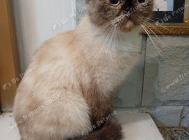 Gorgeous girl for rehoming