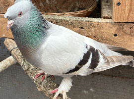 Fancy male for sale