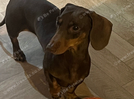 Miniature Dachshund male 4 year Old