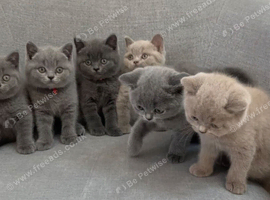 Beautiful British Shorthair Kittens