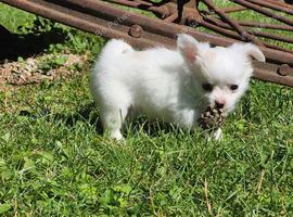Stunning Long-Haired Chihuahua Puppies