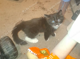 female kitten