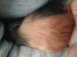 Guinea pigs