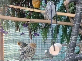 GOLD AND SILVER LIZARD CANARIES
