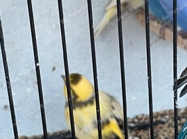 Canary and budgies