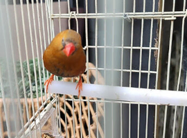 Orange zebra finch male