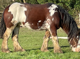 16.2 clyde x gelding