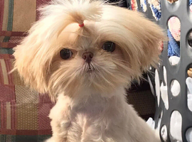 Gorgeous Peach is looking for her new home