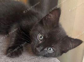 British Shorthair Kitten - Panther
