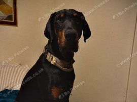 Kobie- 3 year old Gentle Giant