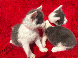 Farm raised kittens