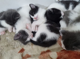 Kitten ready to leave
