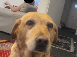 Maisie super friendly dog 7 year old Labrador