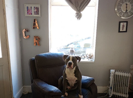 Blue tanned and white male American bully for sale